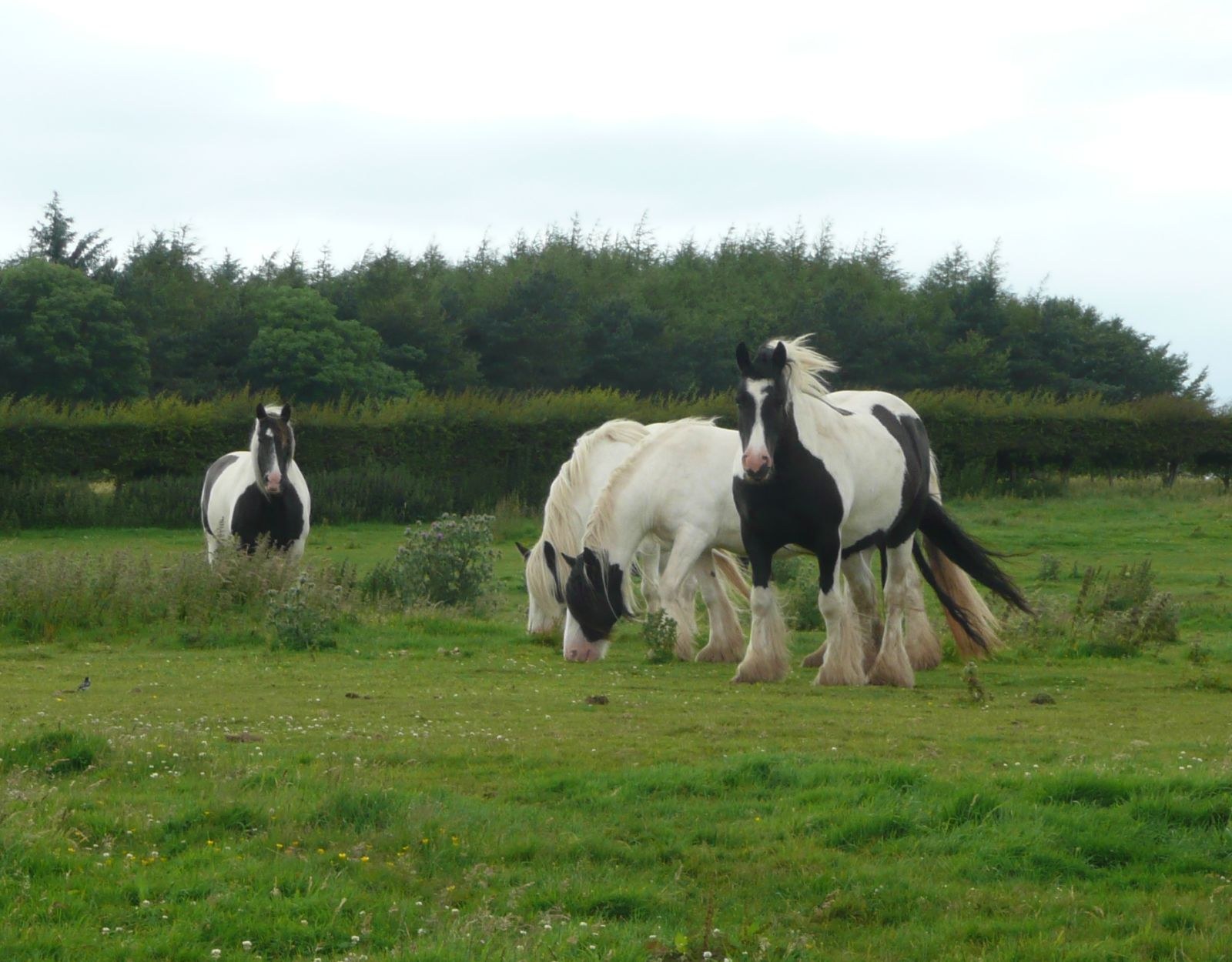 Thematic illustration: horses grazing in a green pasture