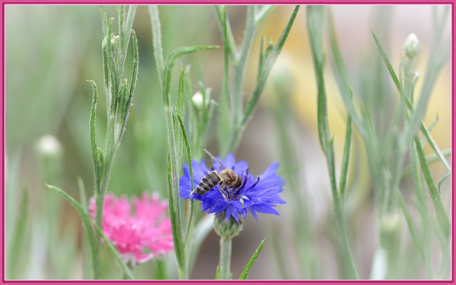 Thematic illustration: a honeybee on a flower
