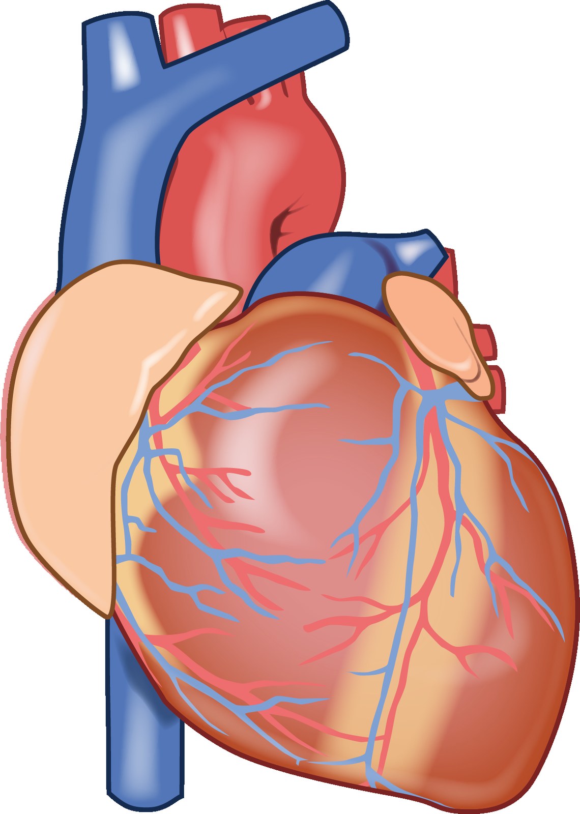 Thematic illustration: a human heart anatomy illustration