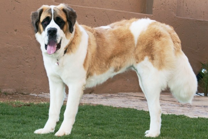 Thematic illustration: a Saint Bernard dog, the breed from the Beethoven films